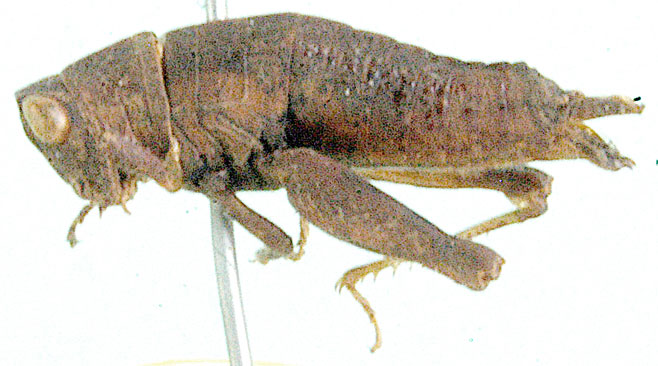 Eremidium curvicercus