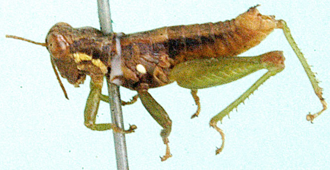 Eremidium curvicercus