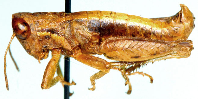 Eremidium denticercus