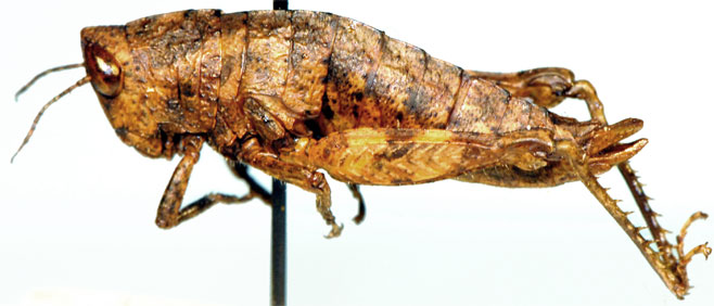 Eremidium denticercus