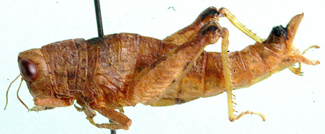Eremidium equuleus