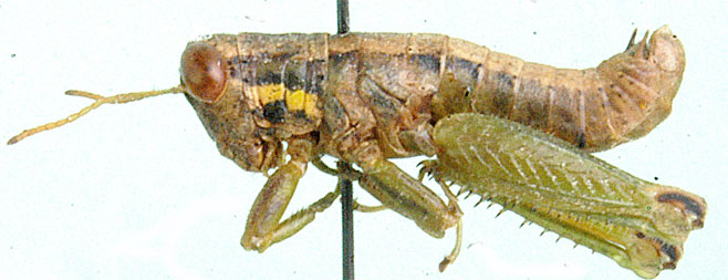 Eremidium equuleus