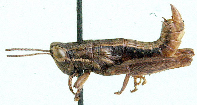 Eremidium erectus