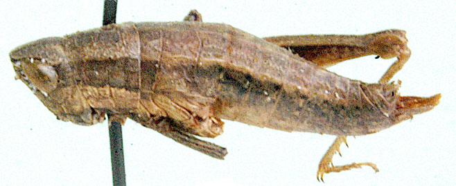 Eremidium erectus