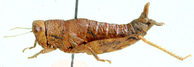 Eremidium maius