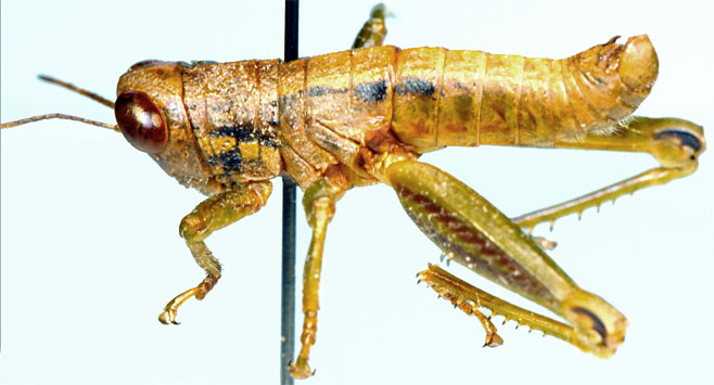 Eremidium maius