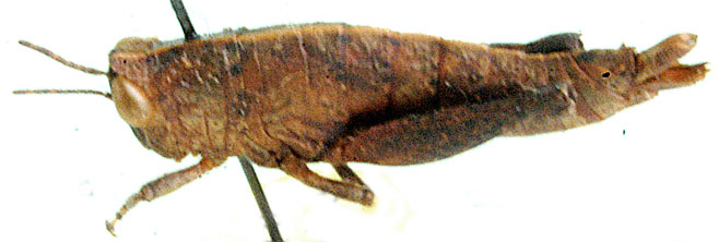 Eremidium obtusus