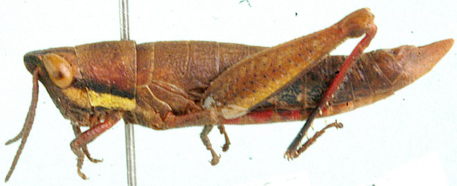 Gymnidium cuneatum