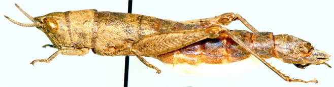 Gymnidium cuneatum