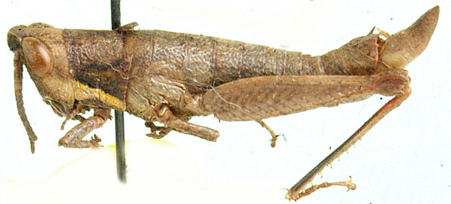 Gymnidium turbinatum