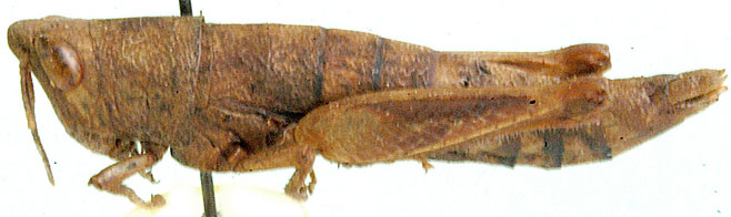 Gymnidium turbinatum