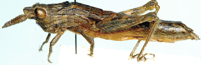 Karruia gracilis