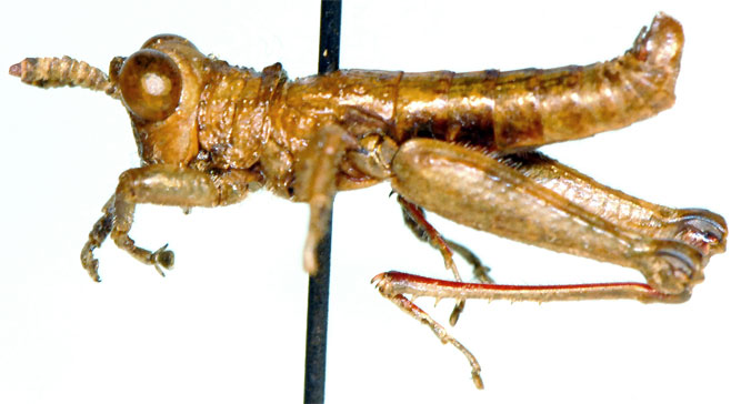 Karruia paradoxa