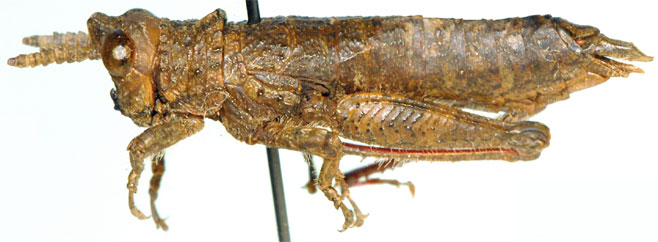 Karruia paradoxa