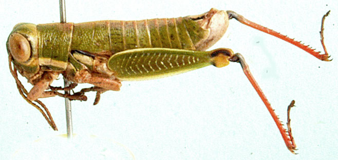 Lentula callani