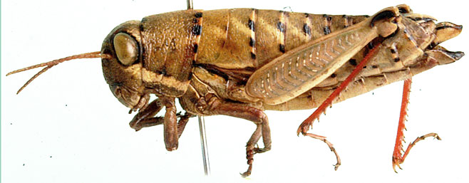 Lentula callani