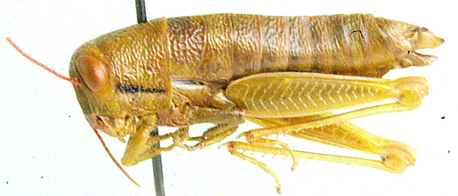 Lentula minuta