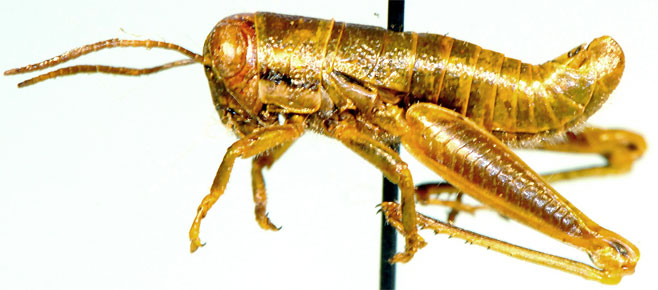 Lentula minuta