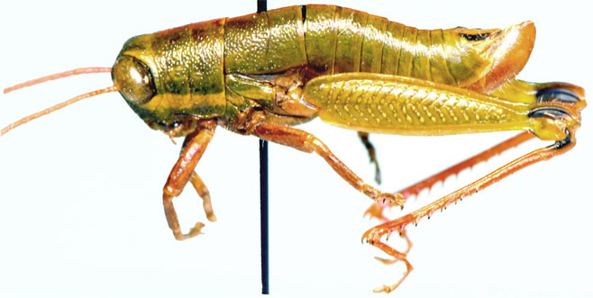Lentula obtusifrons