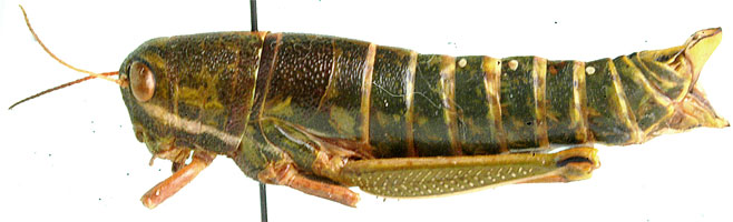 Lentula obtusifrons