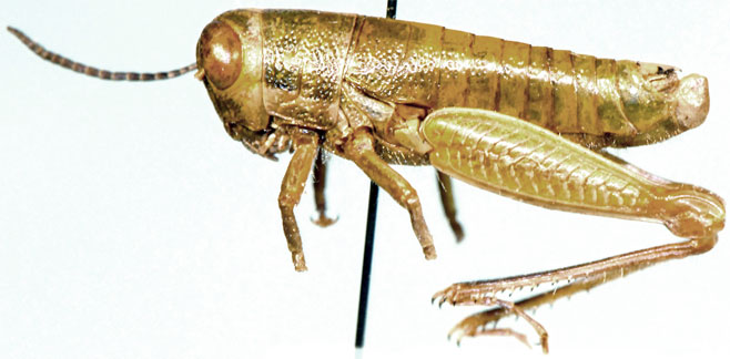 Lentula tuberculata