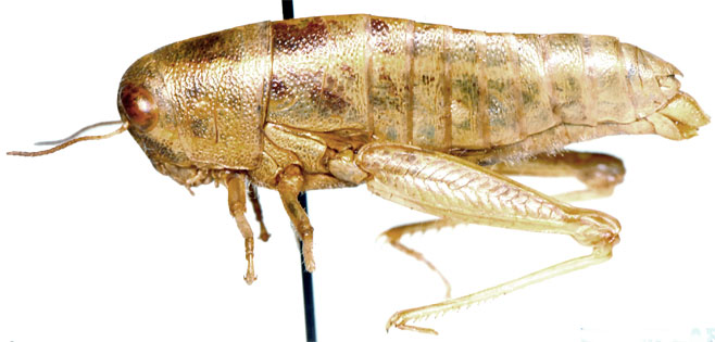 Lentula tuberculata