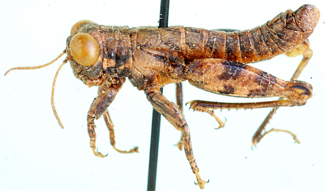 Occidentula latens