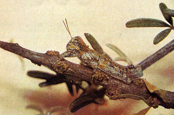 Shelfordites aberrans