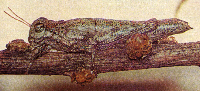 Shelfordites aberrans