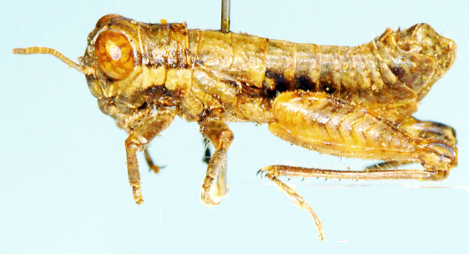 Shelfordites nanus