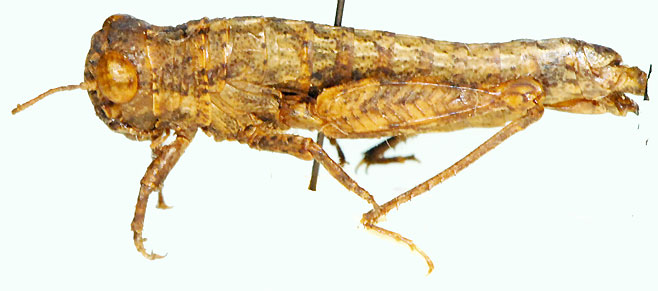 Shelfordites nanus