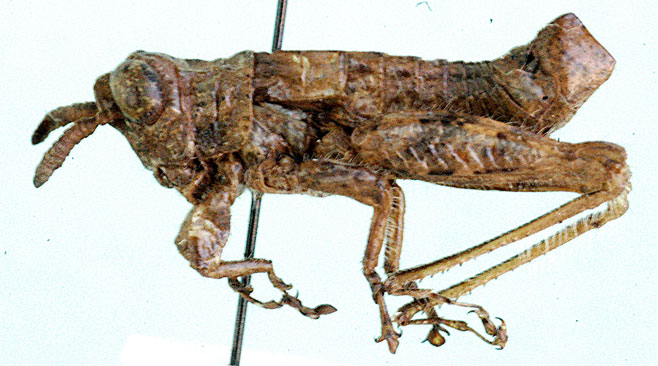 Afrotettix gariepensis