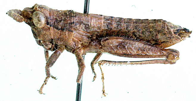 Afrotettix gariepensis