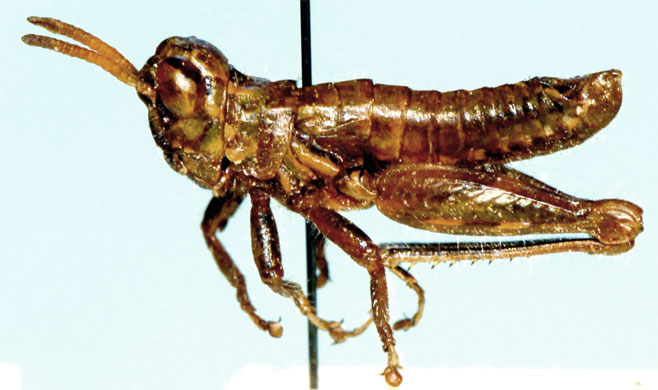 Dirshidium leucospilos