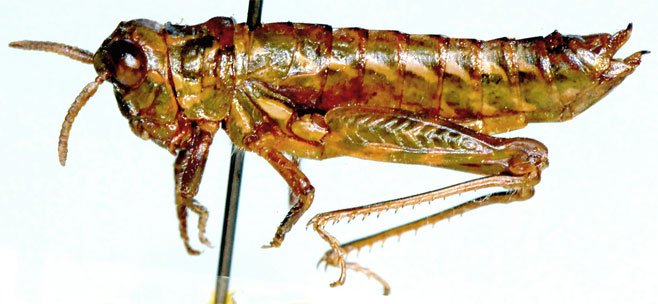 Dirshidium leucospilos
