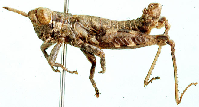 Karruacris browni