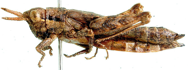 Karruacris browni