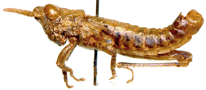 Leatettix nasuta