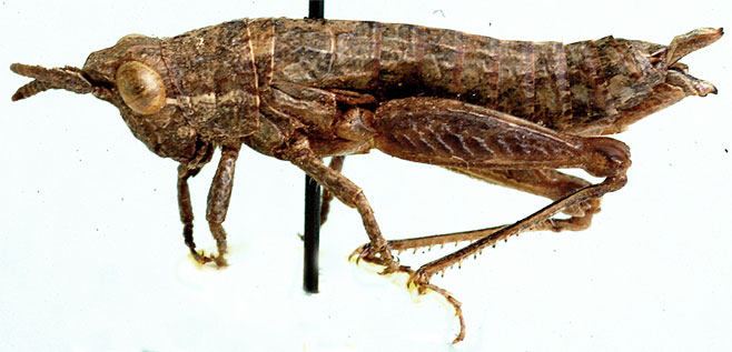 Leatettix nasuta