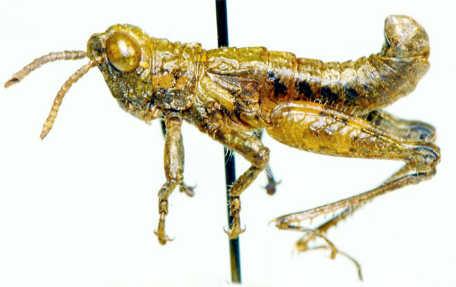 Namatettix denticornis