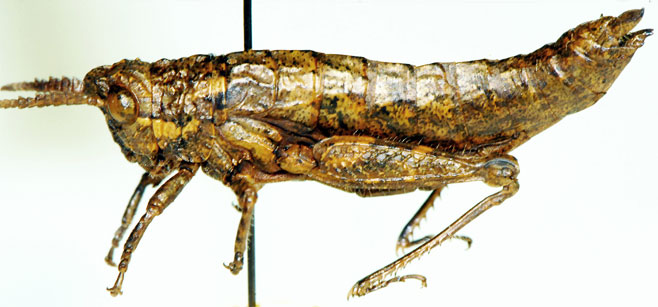 Namatettix denticornis