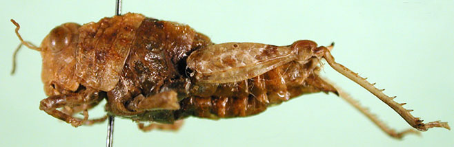 Eneremius carinatus
