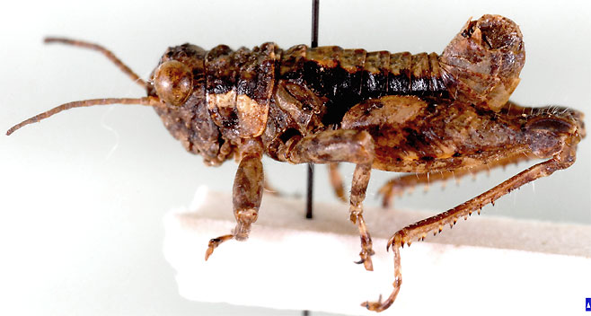 Eneremius namaquensis