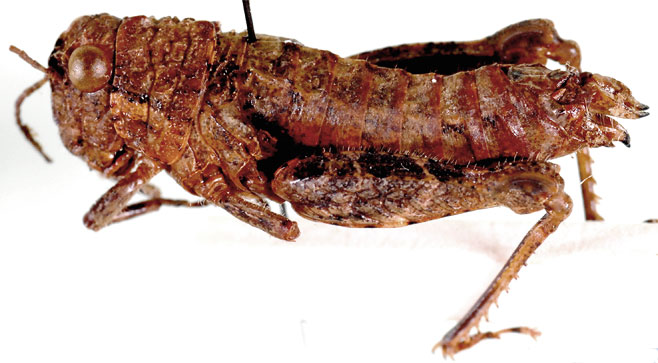 Eneremius namaquensis