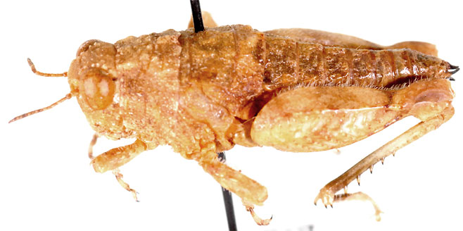 Lithidiopsis carinatus
