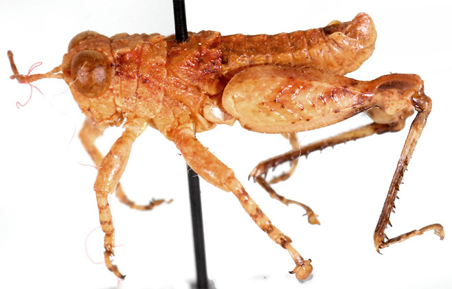 Lithidiopsis carinatus