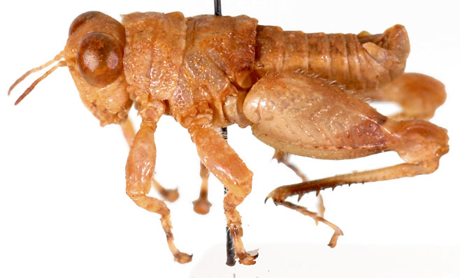 Lithidium bushmanicum