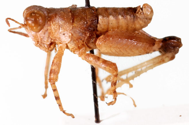 Lithidium desertorum