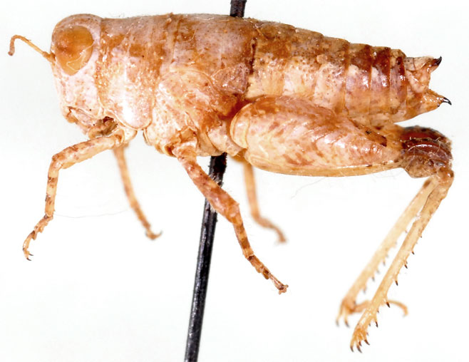 Lithidium desertorum