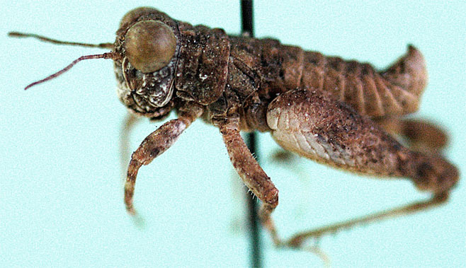 Lithidium punctifrons